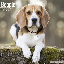 Les éleveurs de chiens et de chiots de race s'unissent pour chiens de france vous présente les chiens de france, vente de chiens et de chiots de race le chien et le chiot de race avec pedigree. Calendrier Beagle 2022 Acheter Il Suffit De Commander En Ligne Kalenderwinkel Nl