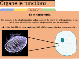 Maybe you would like to learn more about one of these? Plant And Animal Cells Teaching Resources