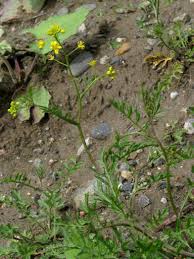 Image result for Rorippa nudiuscula