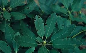 Rhododendron pests and disease harm plants that are stressed due to environmental conditions or injury. Insect Pests Of Azaleas And Rhododendrons University Of Maryland Extension