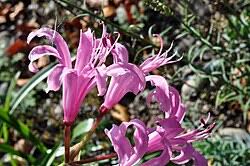 Image result for Nerine gaberonensis