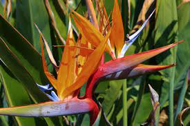 Bird Of Paradise Flower Meaning Flower Meaning
