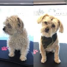 With aussie pet mobile, you'll receive an exceptional grooming experience without leaving the comfort of your home. Aussie Pet Mobile Soco Maine Mobile Grooming For Cats Dogs