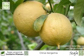 Bergamot is a type of citrus. Bergamotte Citrus Bergamia Pflanze Fesaja Versand