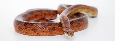 Corn Snake Care Advice On Feeding And Temperature Rspca