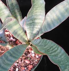 Image result for Sansevieria metallica