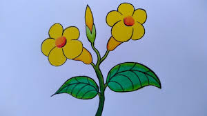 Cara selanjutnya untuk menggambar sketsa bunga sakura. Menggambar Bunga Allamanda Cara Menggambar Bunga Yang Mudah Youtube