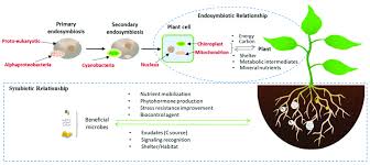 Both chloroplasts and mitochondria involve in cellular differentiation, signalling and cell death other than their main function. The Origin Of Mitochondria And Chloroplasts As Modified Prokaryotes Download Scientific Diagram