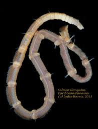 Image result for Polychaeta spp.