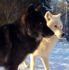 Desktop Hd Wolf Images Black And White Jpg 710 720 Siyah Kurtlar Beyaz Kurt Hayvanlar