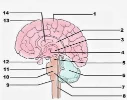 Human nervous system diagram how it works live science. Blank Nervous System Diagram Unlabeled Nervous System Biology4isc The Nervous System Maintains Internal Order Within The Body By Coordinating The Activities Of Muscles And Organs Receives Input From Sense Organs