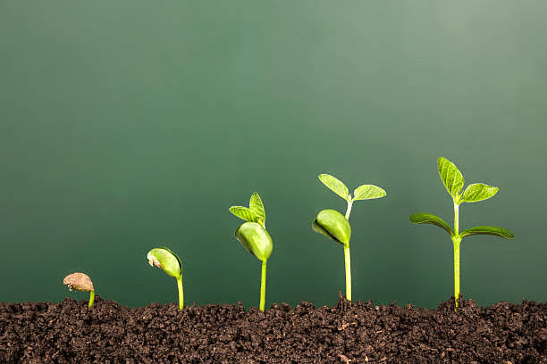 Tea seed meal manufacturer