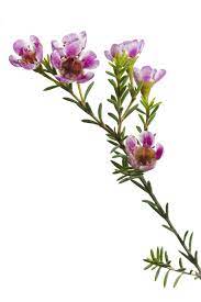Chamelaucium Uncinatum Purple Flower Names Purple Flowers Flower Names