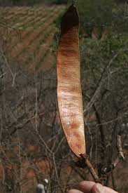 Image result for Albizia tanganyicensis