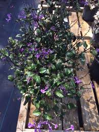 Image result for Monadenium laeve