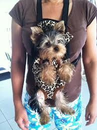 For This Little Baby Sac Pour Chien Porte Chien Chien Yorkshire Terrier