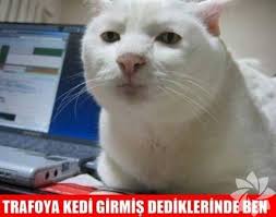 En Komik Kedi Caps Leri Yasam