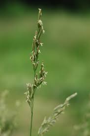 Image result for Loudetia kagerensis