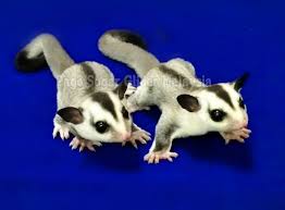 Ingin melihat harga terkini sugar glider malaysia. Pakej Beginners Sugar Glider Sugar Glider Malaysia Facebook