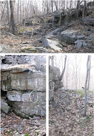 Image result for Elytrophorus globularis