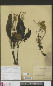 Image result for Ricinodendron