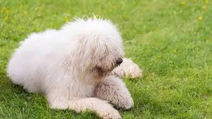 Image result for Komondor