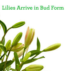 Lush bridal bouquet of exotic flowers, closeup, blurred background. Amazon Com 1800 Flowers Roses