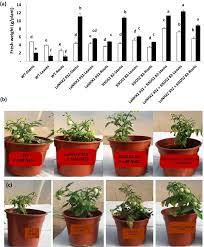 Some folks compare it to green beans, but i disagree. Improved Yield Fruit Quality And Salt Resistance In Tomato Co Overexpressing Lenhx2 And Slsos2 Genes Springerlink
