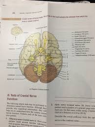 Solved 302 Rcise Thirteen Nerous System Brain The Arow I