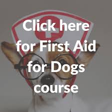 The pet first aid certification online course is designed to give the pet lover, dog sport enthusiast or pet professional the necessary information and skills to stabilize an injured or unwell animal until qualified veterinarian care is accessed. 7 First Aid Tips That Could Save Your Dog S Life And Reduce Their Pain