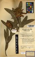 Image result for Protea angolensis
