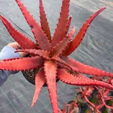 Image result for Aloe cameronii × christianii
