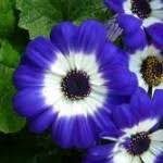 Una pianta ornamentale con dei fiori molto. Fiori Nomi Immagini E Informazioni Piante It