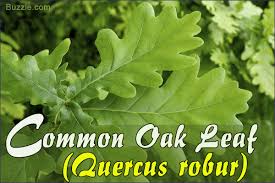 Oak Tree Leaf Identification Has Never Been Easier Than This