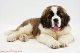 Saint bernard dog hd desktop wallpapers. St Bernard Wallpapers Top Free St Bernard Backgrounds Wallpaperaccess