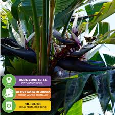 Image result for Strelitzia alba