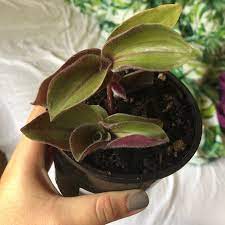 We did not find results for: Tradescantia Cerinthoides Syn Tradescantia Blossfeldiana Tradescantia Red Hill Flowering Inch Plant Uploaded By Courtneylove