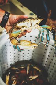How To Steam Blue Crabs The Ultimate Guide By Girl Carnivore Recipe Blue Crab Blue Crab Recipes Crab