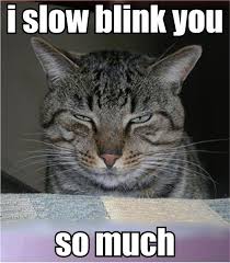 I Slow Blink You So Much 3 3 Blinkies Mean I Love You In Cat 3 Cats Funny Cats Kittens Funny