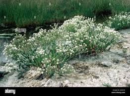 Image result for Cressa cretica