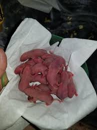 Today's american mah jongg scores