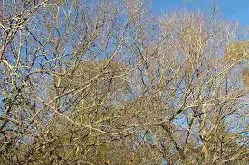 Image result for Celtis sinensis