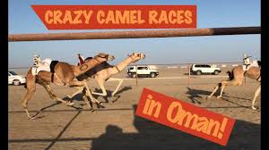 Seih al masarat camel field 216 km. Crazy Camel Race In Oman On Masirah Island Youtube