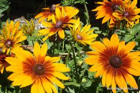 Image result for Renealmia susanneae-katziae