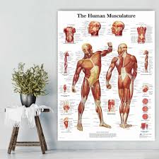 Hd Print Body Map Wall Pictures Human Anatomy Muscles System