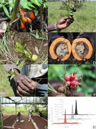 Image result for Anisophyllea quangensis