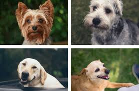 Before you can dive into a pet grooming career, it's important to research and understand what. How To Become A Dog Groomer Rest Less