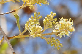 Image result for Combretum hereroense