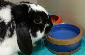 I want to buy something for my rabbit and it comes with a salt lick. What To Do When You See Red In Your Rabbit S Urine