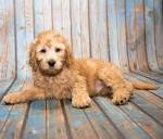 Miniature Labradoodle Dog Breed Information and Pictures